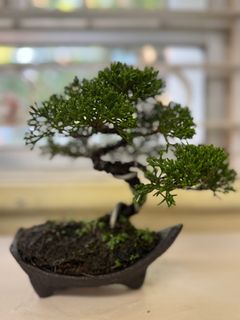 （分類：）位於 。 由 pjc67 提交（商品編號 1389539450，圖片 1）。簡介： 。