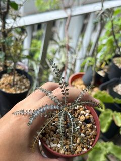 (Category: ) located in . Submitted by orchids_galore (Listing ID 1390844030, Image 1). Description: .