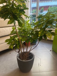 （分類：）位於 。 由 rj_planet 提交（商品編號 1390874118，圖片 1）。簡介： 。