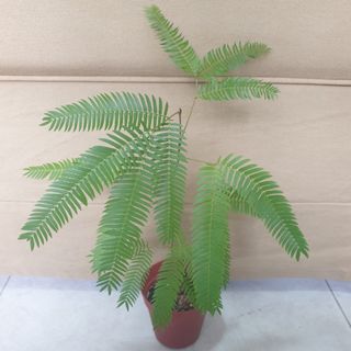 (Category: ) located in . Submitted by isellplants (Listing ID 1390841978, Image 1). Description: .