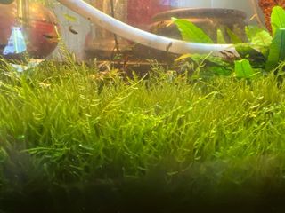 (Category: ) located in . Submitted by newber (Listing ID 1390883673, Image 1). Description: .