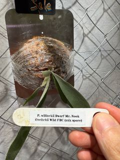 （分類：）位於 。 由 _cray_ 提交（商品編號 1390880611，圖片 1）。簡介： 。