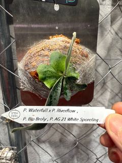 （分類：）位於 。 由 _cray_ 提交（商品編號 1390877116，圖片 1）。簡介： 。
