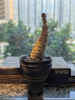 earnest hearts 検】アーネストハーツ　鉢　パキプス 塊根植物 earnest hearts 検】アーネストハーツ 鉢 パキプス 塊根植物