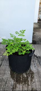 (Category: ) located in . Submitted by narendran.rajaram (Listing ID 1390977131, Image 1). Description: .