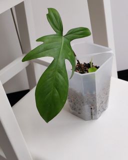 （分類：）位於 。 由 doumui 提交（商品編號 1391066980，圖片 1）。簡介： 。