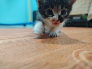 (Category: ) located in . Submitted by fadhil87yusof (Listing ID 1391281740, Image 1). Description: .