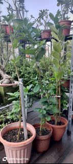 (Category: ) located in . Submitted by tanenglai55813 (Listing ID 1391353892, Image 1). Description: .