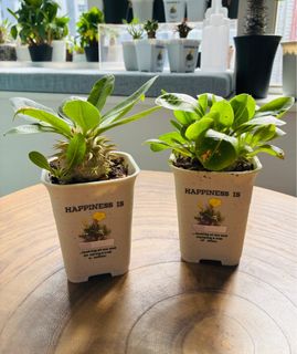 （分類：）位於 。 由 qualitylife.plants 提交（商品編號 1391255418，圖片 1）。簡介： 。