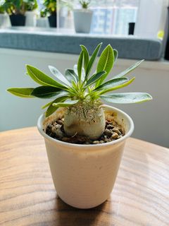 （分類：）位於 。 由 qualitylife.plants 提交（商品編號 1391255751，圖片 1）。簡介： 。