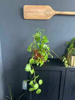 (Category: ) located in . Submitted by sail246 (Listing ID 1391172473, Image 1). Description: .