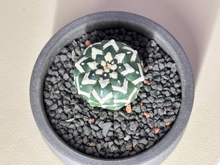 （分類：）位於 。 由 hanilam 提交（商品編號 1391501645，圖片 1）。簡介： 。