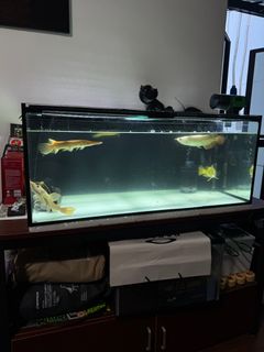 (Category: ) located in . Submitted by winterwhiter (Listing ID 1391710751, Image 1). Description: .