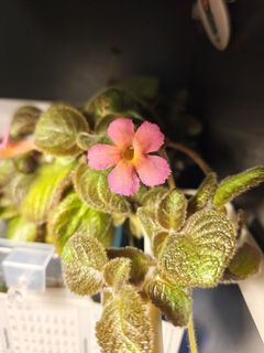 （分類：）位於 。 由 hlgarden 提交（商品編號 1391570729，圖片 1）。簡介： 。