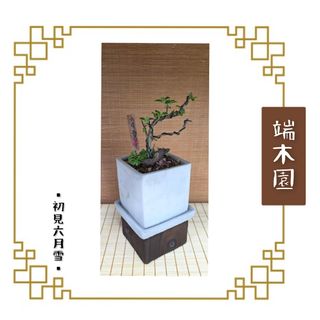 （分類：）位於 。 由 sincerethoughts 提交（商品編號 1391737615，圖片 1）。簡介： 。