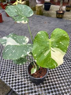 (Category: ) located in . Submitted by addicted2plants (Listing ID 1391579033, Image 1). Description: .