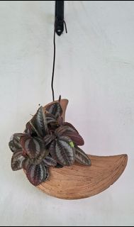 (Category: ) located in . Submitted by waiting.for.roots (Listing ID 1391594996, Image 1). Description: .