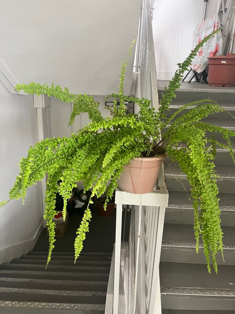 Ruffle Fern, Furniture & Home Living, Gardening, Plants & Seeds on ...