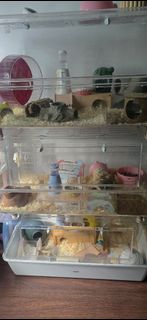 (Category: ) located in . Submitted by verycheapthrillsshop (Listing ID 1412866999, Image 1). Description: .
