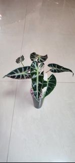 (Category: ) located in . Submitted by brpat (Listing ID 1412878844, Image 1). Description: .