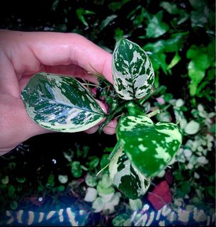 (Category: ) located in . Submitted by nativeforest9 (Listing ID 1413020452, Image 1). Description: .