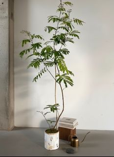 (Category: ) located in . Submitted by plantsbypops (Listing ID 1353609225, Image 1). Description: .