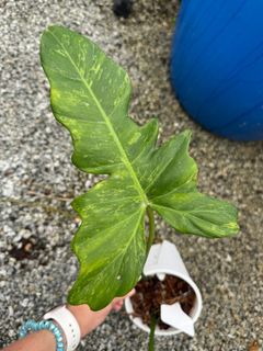 (Category: ) located in . Submitted by plantkid (Listing ID 1412895451, Image 1). Description: .