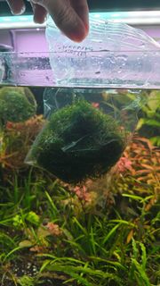 (Category: ) located in . Submitted by undergroundbeavers (Listing ID 1412885216, Image 1). Description: .