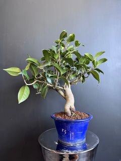 （分類：）位於 。 由 planplust_bonsai 提交（商品編號 1414649446，圖片 1）。簡介： 。