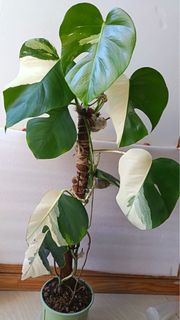 （分類：）位於 。 由 ko__ok 提交（商品編號 1414705169，圖片 1）。簡介： 。