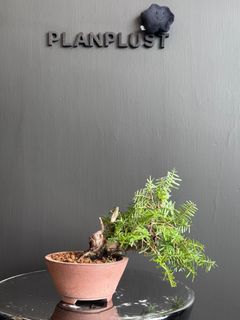 （分類：）位於 。 由 planplust_bonsai 提交（商品編號 1414660929，圖片 1）。簡介： 。