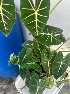（分類：）位於 。 由 dwwhk 提交（商品編號 1414649038，圖片 1）。簡介： 。
