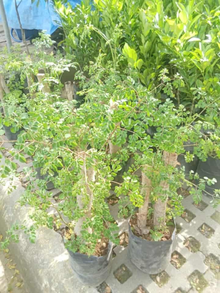 Bonsai malunggay 🪴 (Category: Plants & Seeds) located in Quezon City. Submitted by amazingmaria3680 (Listing ID 1414821371, Image 1). Description: bonsai malunggay 🪴 healthy and stable ✔️ ready to use ✔️ perfect gift 🎁 and home decor 🪴 also available ❗ other vegetable plants 🪴 herbs and herbal plants 🪴 flowering plants 🌷 indoor and outdoor plants 🪴.