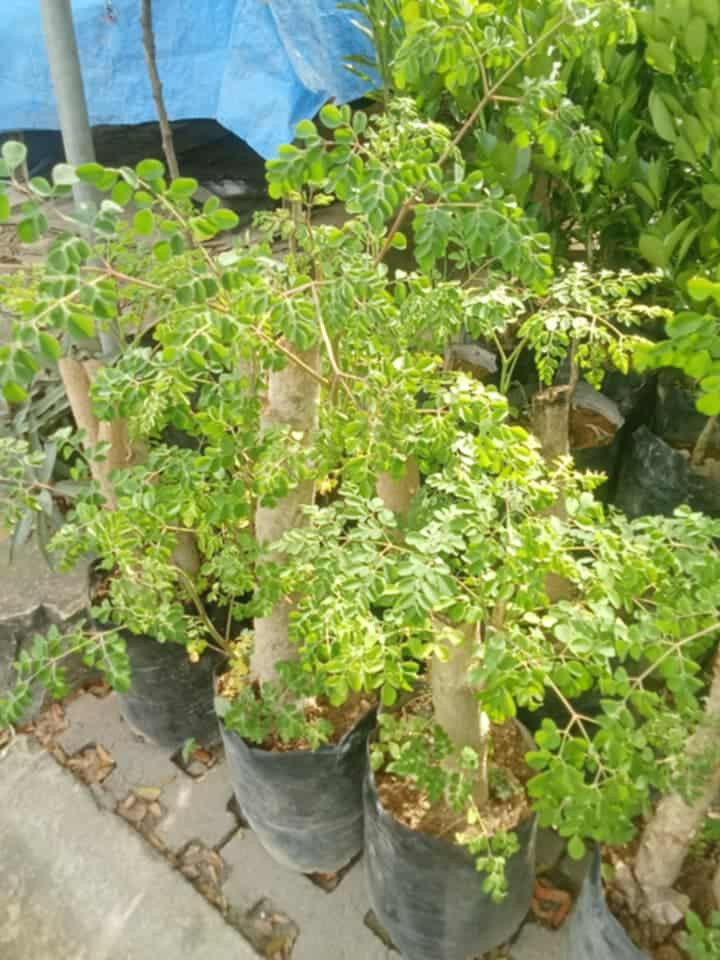 Bonsai malunggay 🪴 (Category: Plants & Seeds) located in Quezon City. Submitted by amazingmaria3680 (Listing ID 1414821371, Image 2). Description: bonsai malunggay 🪴 healthy and stable ✔️ ready to use ✔️ perfect gift 🎁 and home decor 🪴 also available ❗ other vegetable plants 🪴 herbs and herbal plants 🪴 flowering plants 🌷 indoor and outdoor plants 🪴.