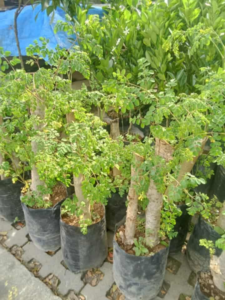 Bonsai malunggay 🪴 (Category: Plants & Seeds) located in Quezon City. Submitted by amazingmaria3680 (Listing ID 1414821371, Image 3). Description: bonsai malunggay 🪴 healthy and stable ✔️ ready to use ✔️ perfect gift 🎁 and home decor 🪴 also available ❗ other vegetable plants 🪴 herbs and herbal plants 🪴 flowering plants 🌷 indoor and outdoor plants 🪴.