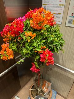 (Category: ) located in . Submitted by gardenfunfarm (Listing ID 1414654109, Image 1). Description: .