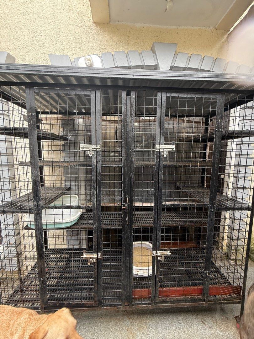 Cat Cage (Category: Homes & Other Pet Accessories) located in Manila. Submitted by raqtiffy (Listing ID 1414669721, Image 3). Description: SALE! 🐱✨ Large cat cage for sale 🛍️ •Removable division can use as 1/2 cages. • 6ft L x 6ft W x 2ft D • Needs paint restoration & cleaning 🧹 Perfect project for a cat lover 🐾! PM for details 💬.