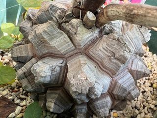 （分類：）位於 。 由 tptsw 提交（商品編號 1414682842，圖片 1）。簡介： 。