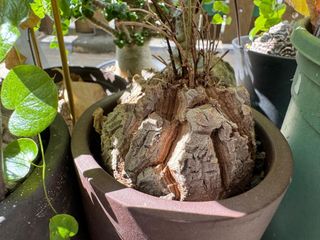 （分類：）位於 。 由 tptsw 提交（商品編號 1414686050，圖片 1）。簡介： 。