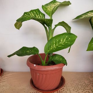 (Category: ) located in . Submitted by 123letsbuy (Listing ID 1414730562, Image 1). Description: .