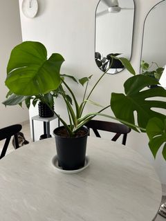 (Category: ) located in . Submitted by nadhir8 (Listing ID 1414674648, Image 1). Description: .