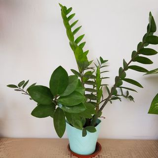 (Category: ) located in . Submitted by 123letsbuy (Listing ID 1414727019, Image 1). Description: .