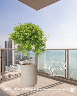 （分類：）位於 。 由 dreamplants 提交（商品編號 1410706995，圖片 1）。簡介： 。