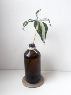 (Category: ) located in . Submitted by tropicalleaf (Listing ID 1414874421, Image 1). Description: .
