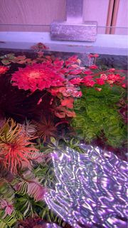 (Category: ) located in . Submitted by aquaticplants (Listing ID 1415036921, Image 1). Description: .