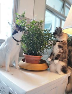 (Category: ) located in . Submitted by petstyle888 (Listing ID 1414980735, Image 1). Description: .