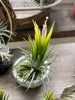 (Category: ) located in . Submitted by my_plant_table (Listing ID 1414947116, Image 1). Description: .