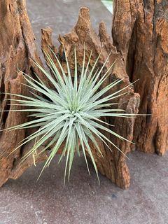 (Category: ) located in . Submitted by my_plant_table (Listing ID 1414950338, Image 1). Description: .