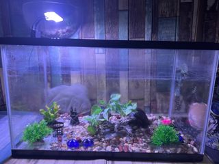 (Category: ) located in . Submitted by vivshari (Listing ID 1414949621, Image 1). Description: .