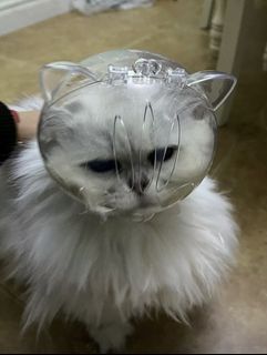 (Category: ) located in . Submitted by live_with_pet (Listing ID 1402045141, Image 1). Description: .
